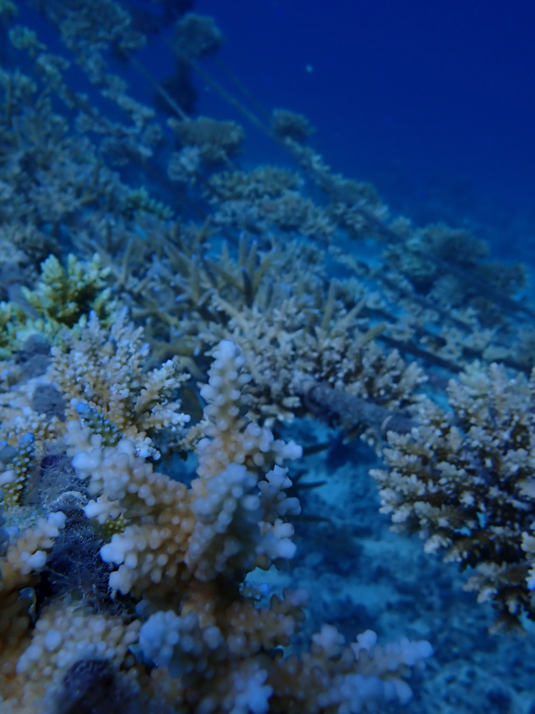 Build Neverland Reef